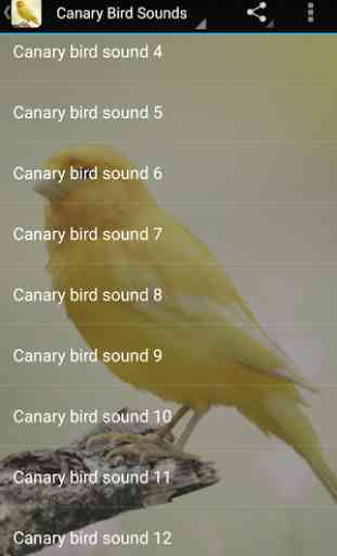 Canary Bird Sounds 2