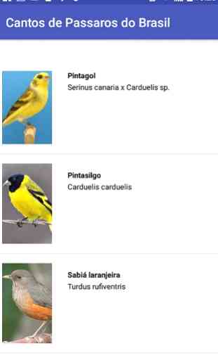 Cantos de Pássaros Brasileiros 1