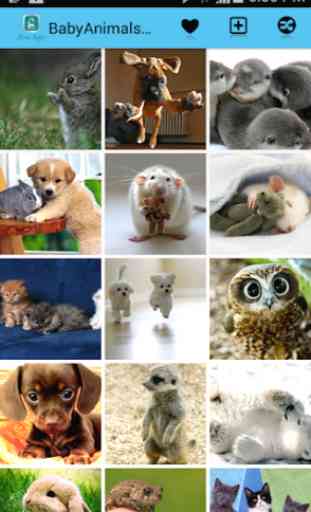 Baby Animals Pictures 1