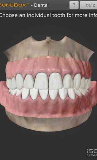 BoneBox™ - Dental Lite 1