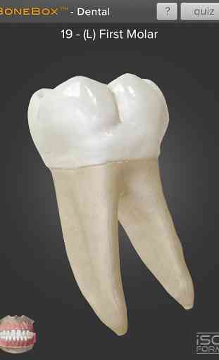 BoneBox™ - Dental Lite 3