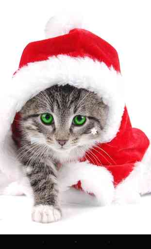Christmas Cat 1