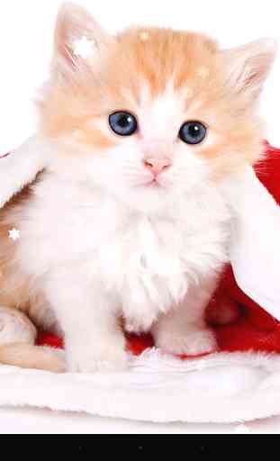 Christmas Cat 2