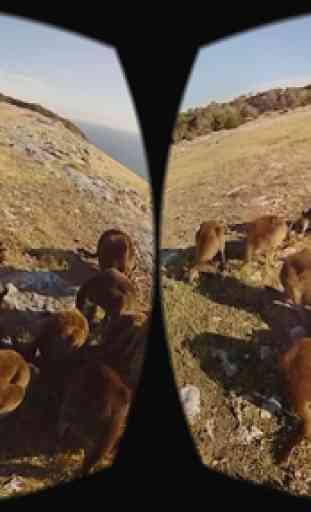 Wild Life Animals VR 360 2