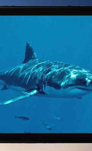 Attaque de requin LWP 4