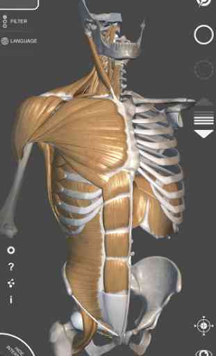 Anatomie 3D pour artiste 2