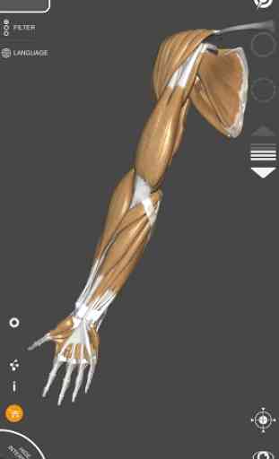Anatomie 3D pour artiste 3