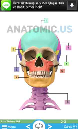 Cartes Anatomie Flash 1