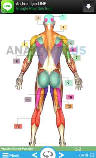 Cartes Anatomie Flash 2