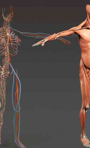 Human Anatomy 3D 1