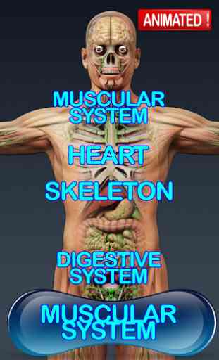 Human Anatomy 3D 4
