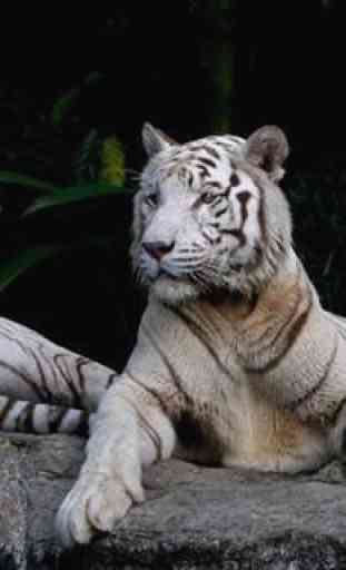 My Little White Tiger LWP 1
