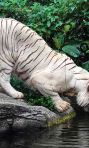 My Little White Tiger LWP 3