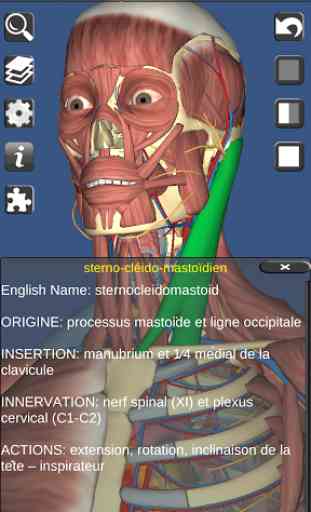 3D Anatomy 4
