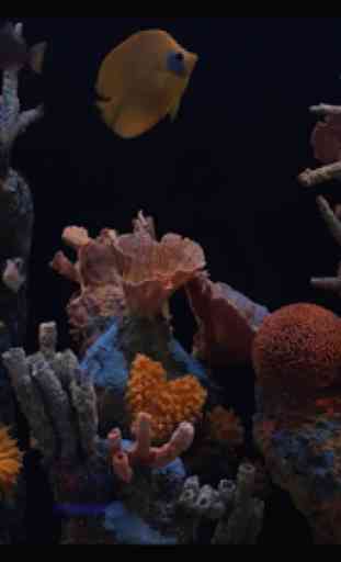 Aquarium HD 3