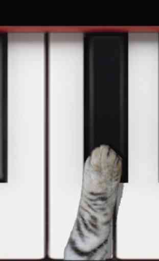 Cat Piano 2