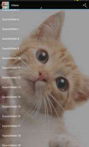 Des sons de chats 1