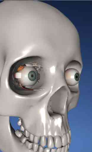 EON 3D Human Eye 2