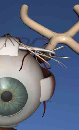 EON 3D Human Eye 3