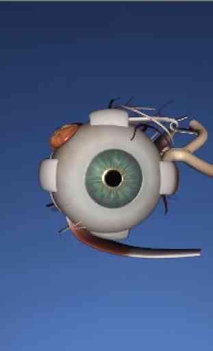 EON 3D Human Eye 4