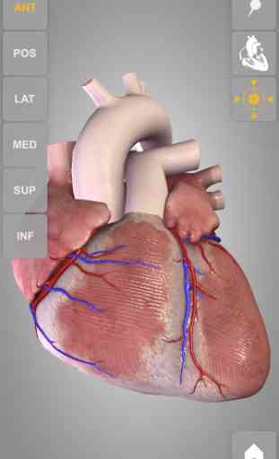 Heart 3D Anatomy Lite 2