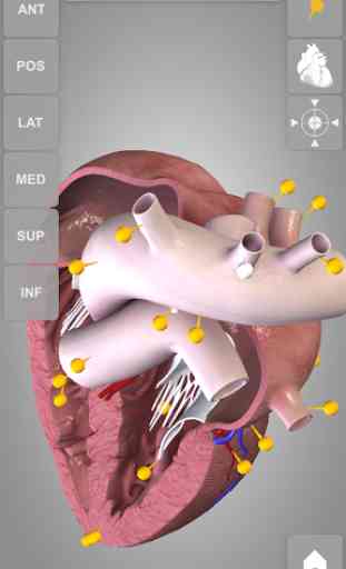 Heart 3D Anatomy Lite 3