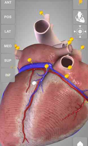 Heart 3D Anatomy Lite 4