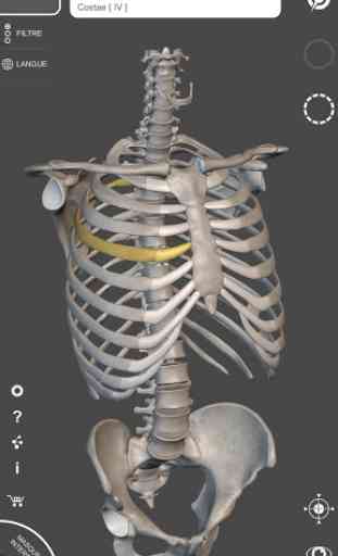 Squelette | Anatomie 3D 1