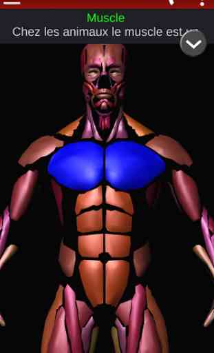 Système Musculaire 3D Anatomie 1