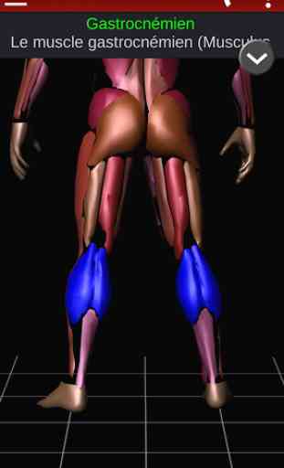 Système Musculaire 3D Anatomie 2