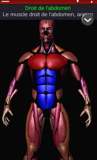 Système Musculaire 3D Anatomie 3