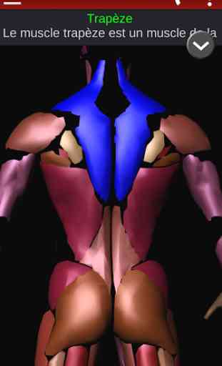Système Musculaire 3D Anatomie 4