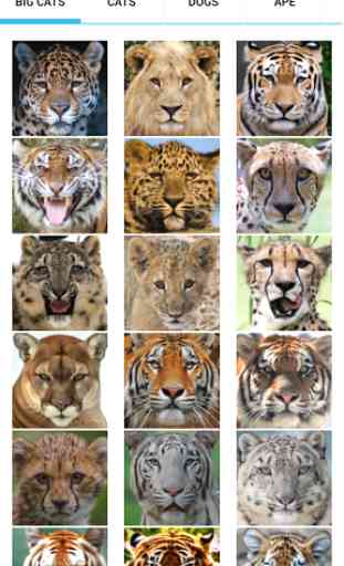 Animal Faces - Face Morphing 2