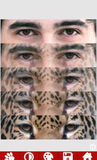 Animal Faces - Face Morphing 4