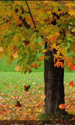 Autumn Leaves HD LiveWallpaper 3