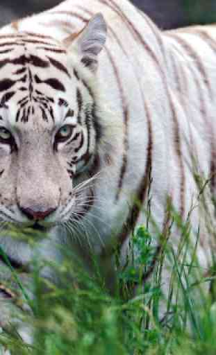Bengal tiger live wallpaper 4