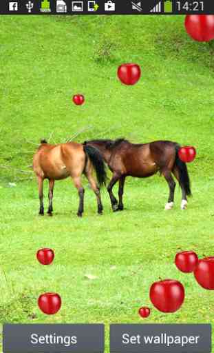 chevaux vivent fonds d'écran 2