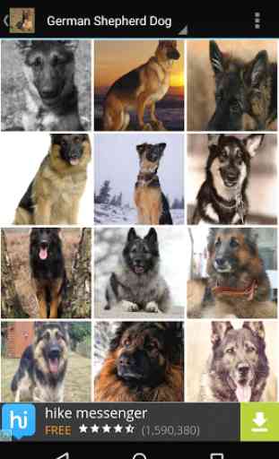 German Shepherd Dog Wallpapers 3