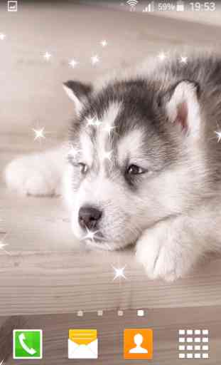 Husky Puppy Live Wallpapers 1