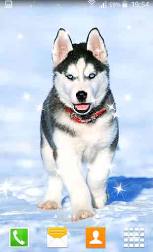 Husky Puppy Live Wallpapers 2