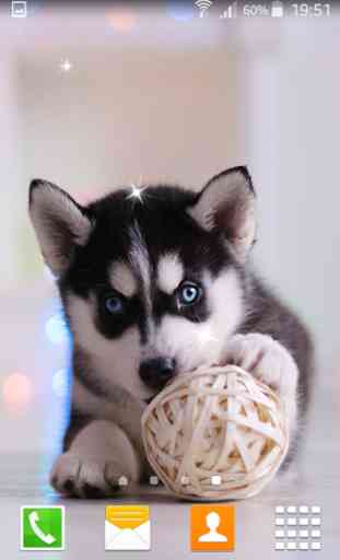 Husky Puppy Live Wallpapers 4