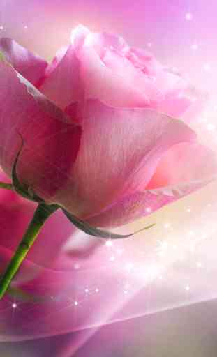 Pink Rose Fond Animé 1