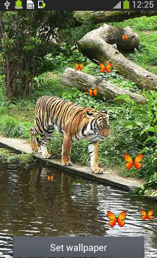 tigre live wallpapers 1