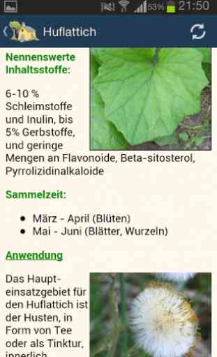 Heilpflanzen / Heilkräuter 3
