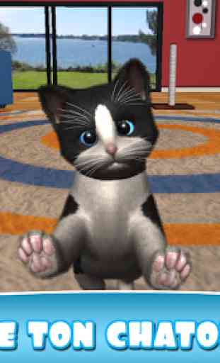 Daily Kitten : chat virtuel 1