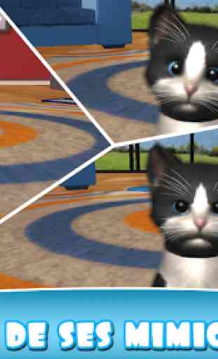 Daily Kitten : chat virtuel 4