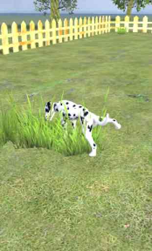 Play with your Dog: Dalmatian 2