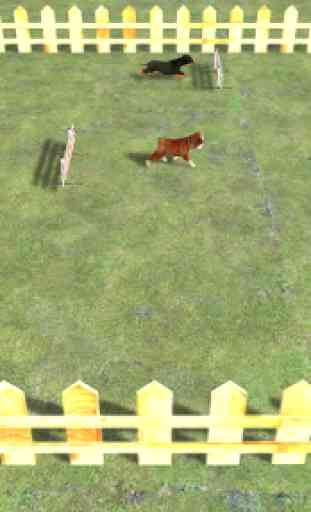 Play with your Dog: Dalmatian 3