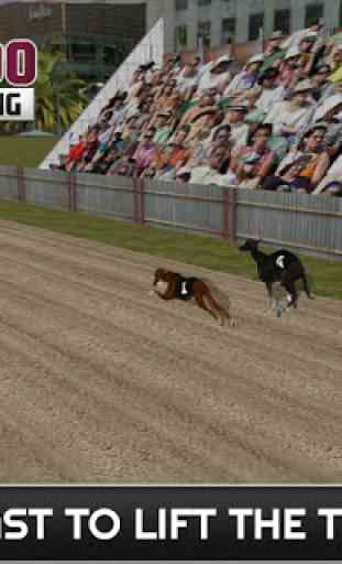 Racing 100 mètres Sprint Dog 3