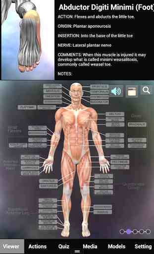 Muscle and Bone Anatomy 3D 4